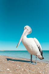Wild Australian pelican (Pelecanus conspicillatus) standing on the shore of a beach with turquoise waters of the Indian Ocean in the background. Monkey Mia, Western Australia