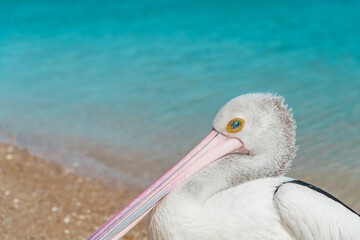 Portrait of wild Australian pelican (Pelecanus conspicillatus) standing on the shore of a beach. Monkey Mia, Western Australia. Close up