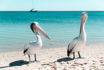 Wild Australian pelicans resting on the shore of a sandy beach with turquoise waters of the Indian...