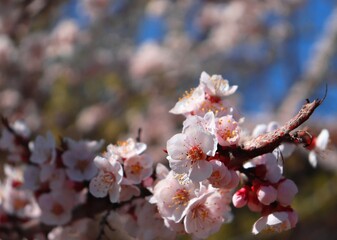 Plum tree twig covered with cute pink and white flowers. Detail prunus blossom and semiopened buds in spring orchard. Macro closeup of lush plum truss in full bloom on a branch. Copy space.