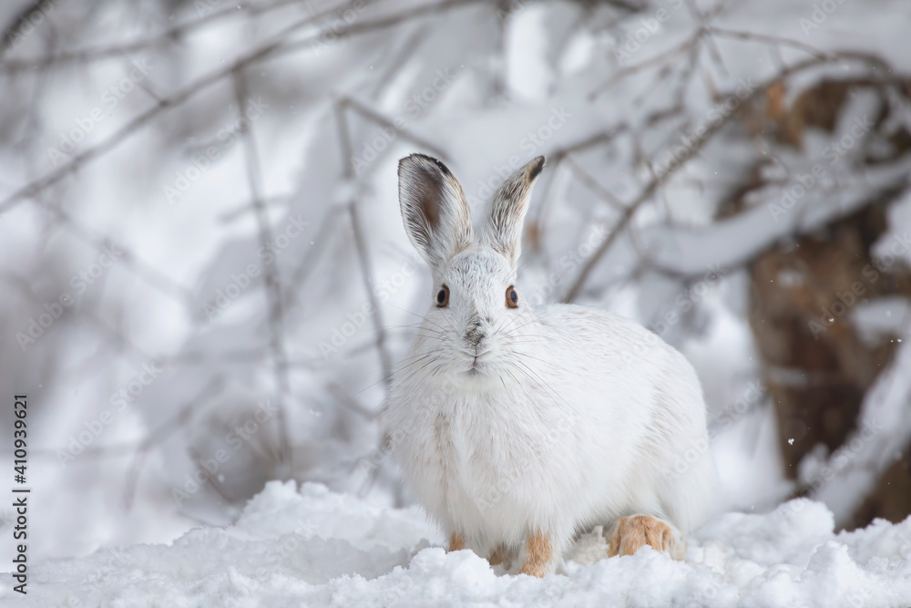 Wall mural White snowshoe hare or Varying hare closeup in winter in Canada - Wall murals