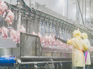 Workers hang chickens from the chillers in the slaugterhouse.