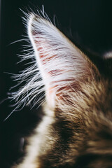 Close sur les poils de l'oreille d'un petit chat tigré - Oreille de chat