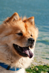Naklejka na ściany i meble A chow-chow dog with a sticking out tongue looks to the side against the background of the blue sea.