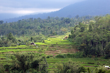 Fototapeta na wymiar Rain forest and rice terrace on Volcanic slopes in Bali