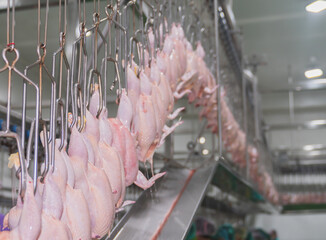 Fresh chicken hangs on the rail after passing through the chillers to cool down .