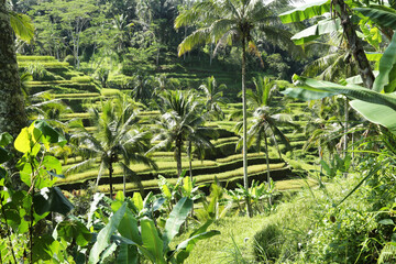 Balinese rice terrace and coconut palms
