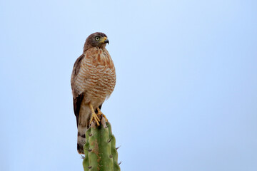 Roadside Hawk (Rupornis magnirostris) perched on a cactus under a blue sky