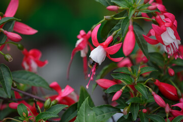 Blossom pink white fuchsia macro photography in a summer day. White pink small flower closeup garden photography background. Bee collecting nectar in fuchsia flower. © Anton