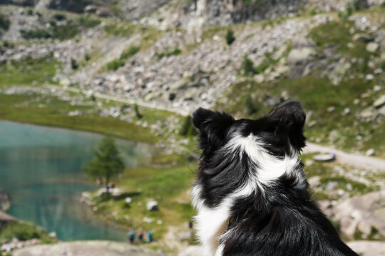 Border collie e bellissima vista dal sentiero che porta ai laghi Cornisello nella Val Nambrone in Trentino, viaggi e paesaggi in Italia