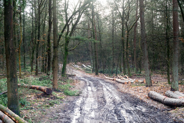 Production forest on the Veluwe, The Netherlands near Loenen, with trees harvested.