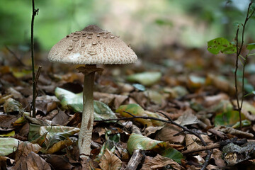Macrolepiota procera, the parasol mushroom, is a basidiomycete fungus with a large, prominent fruiting body resembling a parasol.