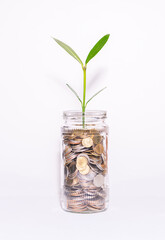 Coin and tree in glass bottle concept Of saving and investment.