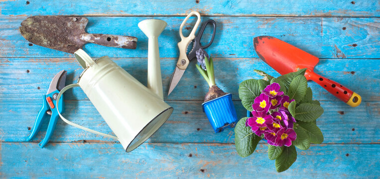 gardening in the springtime, young primula and hyacinth flowers with gardening tools,  gardening, seasonal cocept