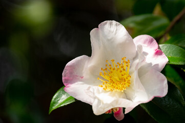 山茶花咲く頃