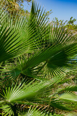 Waterfall Duden at Antalya, Turkey - nature travel background large palm leaves on a sunny day