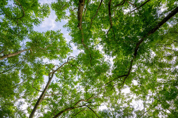 foliage, leaves, forest, Albizia, woods, green