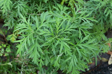 Green leaves on shoot of Common wormwood, another name is Quinghao, Sweet warmwood, Grand wormwood, mugwort, Absinthe, Absinthium, Absinthium wormwood.