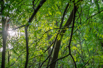 foliage, leaves, forest, Albizia, woods, green