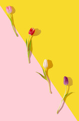 Frsh tulips on split duotone background. Minimal flat lay concept.