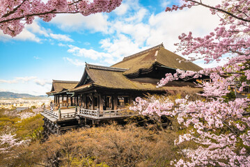 Fototapeta premium Kiyomizu-dera stage with cherry blossom in Kyoto