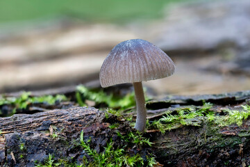 The Mycena abramsii is an inedible mushroom