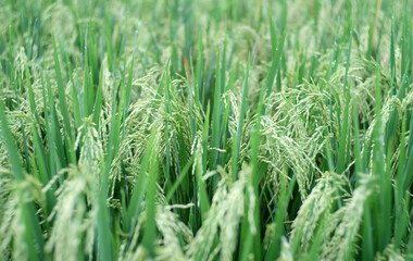 Fototapeta na wymiar Closer look of rice plants in paddy fields.