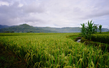 Fototapeta na wymiar Wide shot of paddy field. 