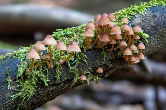 The Beautiful Bonnet (Mycena renati) is an inedible mushroom