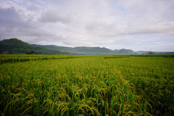 Fototapeta na wymiar Wide shot of paddy field. 