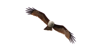 Red-backed Sea , Eagle , Bird in  white background 