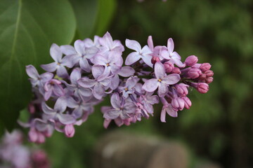 Fototapeta premium flowers in the garden