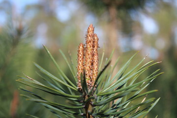 close up of pine needles