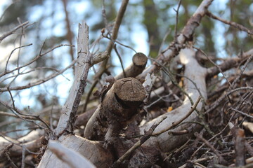 bird on a branch