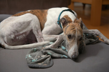An adopted rescue dog curls up with her paw patterned blanket