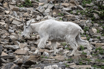Scruffy Mountain Goat Walks on Rocks