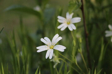 white flowers in the garden