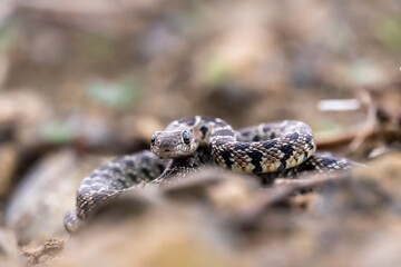 Stock photo of isolated small snake in the forest. Selective focus.