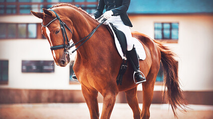 A beautiful sorrel sports horse with a long tail and a rider sitting in the saddle, trains before...