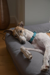 Pet greyhound with a teal collar in a modern domestic house setting