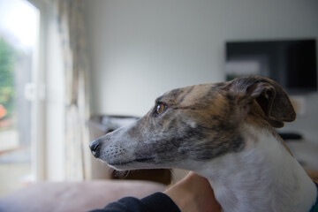 Pet adopted greyhound dog looks outside from the lounge. Side profile