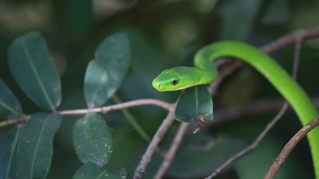 Eastern Green Mamba Snake in Brush, South Africa