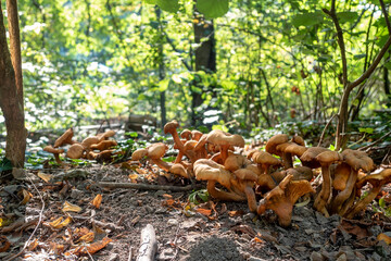 Obraz premium Omphalotus olearius, commonly known as the jack-o-lantern mushroom, is a poisonous orange gilled mushroom.
