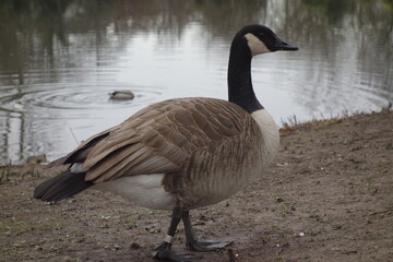 Kanadagans Branta canadensis mit schönem eingefettetem Gefieder und Wasserperlen auf dem Federkleid. Entenvogel an einem See im Februar. Ort: Südpark BuGa-Gelände Düsseldorf.