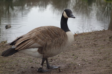 Kanadagans Branta canadensis mit schönem eingefettetem Gefieder und Wasserperlen auf dem Federkleid. Entenvogel an einem See im Februar. Ort: Südpark BuGa-Gelände Düsseldorf.