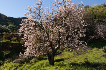 almendro en flor