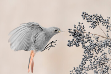 Black redstart in flight looking for food between the berries (Phoenicurus ochruros)