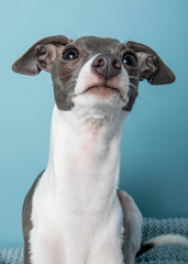 portrait of a dog