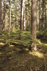 Small Trees Soak up Light on the Forest Floor
