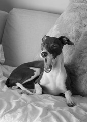 yawning italian greyhound 